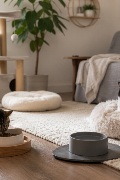 Çok kedili evde ayrı mama ve dinlenme alanlarına rahatça yerleşmiş iki sakin kedi